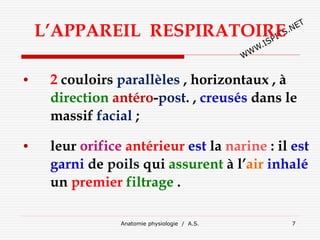 Anatomie physiologie / A.S. 7
L’APPAREIL RESPIRATOIRE
• 2 couloirs parallèles , horizontaux , à
direction antéro-post. , creusés dans le
massif facial ;
• leur orifice antérieur est la narine : il est
garni de poils qui assurent à l’air inhalé
un premier filtrage .
 
