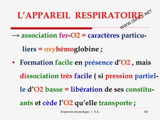L’APPAREIL RESPIRATOIRE
→ association fer-O2 = caractères particu-
liers = oxyhémoglobine ;
• Formation facile en présence d’O2 , mais
dissociation très facile ( si pression partiel-
le d’O2 basse = libération de ses constitu-
ants et cède l’O2 qu’elle transporte ;
Anatomie physiologie / A.S. 80
 