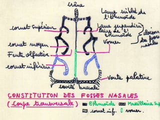 Anatomie physiologie / A.S. 9
 