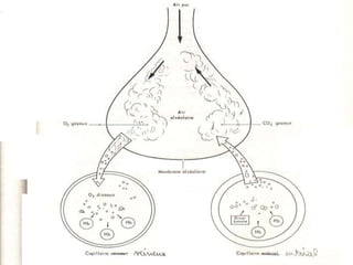 Anatomie physiologie / A.S. 93
L’APPAREIL RESPIRATOIRE
 