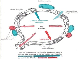 Anatomie physiologie / A.S. 94
L’APPAREIL RESPIRATOIRE
 