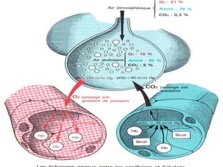 Anatomie physiologie / A.S. 95
L’APPAREIL RESPIRATOIRE
 