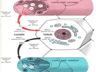 Anatomie physiologie / A.S. 96
L’APPAREIL RESPIRATOIRE
 