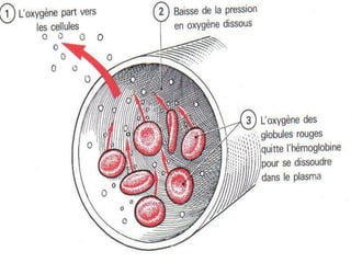 Anatomie physiologie / A.S. 99
L’APPAREIL RESPIRATOIRE
 