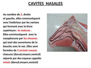 Anatomie De L appareil Respiratoire pptx
