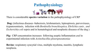 Pathophysiology
There is considerable species variation in the pathophysiology of CRP
Dog: (infectious diseases -babesiosis, leishmaniasis, leptospirosis, parvoviruses,
trypanosomiasis, infection with Bordetella bronchiseptica, Ehrlichia canis , and
Escherichia coli sepsis and in hematological and neoplastic diseases of the dog )
Pig: CRP concentration increases following aseptic Inflammation and in
experimental infection with Actinobacillus pleuropneumoniae
Bovine: respiratory syncytial virus, multiple myeloma, mastitis, lymphatic
neoplasia.
 