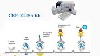 CRP- ELISA Kit
 