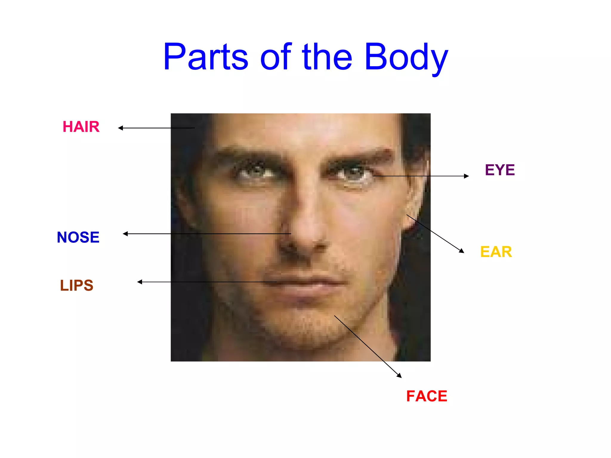 Parts of the Body FACE LIPS NOSE HAIR EAR EYE 