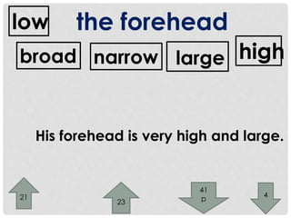 the forehead 
low 
broad narrow large high 
His forehead is very high and large. 
21 
23 
4 
41 
p 
 