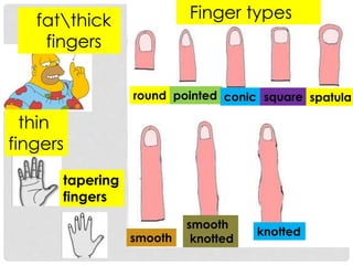 fatthick 
fingers 
Finger types 
round pointed conic square spatula 
smooth 
smooth 
knotted 
knotted 
thin 
fingers 
tapering 
fingers 
 