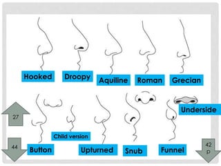 Hooked Droopy 
Aquiline Roman Grecian 
Button 
Child version 
Underside 
Upturned Snub Funnel 
27 
42 
p 
44 
 