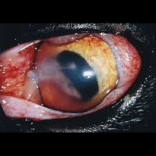 Deborah Y. Strauss DVM: Appearance of the diseased feline eye
