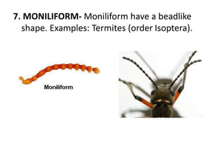 7. MONILIFORM- Moniliform have a beadlike
shape. Examples: Termites (order Isoptera).
 