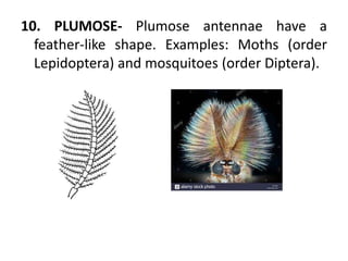 10. PLUMOSE- Plumose antennae have a
feather-like shape. Examples: Moths (order
Lepidoptera) and mosquitoes (order Diptera).
 