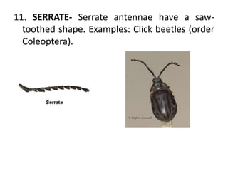 11. SERRATE- Serrate antennae have a saw-
toothed shape. Examples: Click beetles (order
Coleoptera).
 