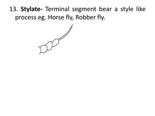 13. Stylate- Terminal segment bear a style like
process eg. Horse fly, Robber fly.
 