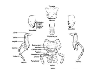 Appendages of Insect Head.pptx