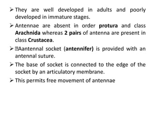  They are well developed in adults and poorly
developed in immature stages.
 Antennae are absent in order protura and class
Arachnida whereas 2 pairs of antenna are present in
class Crustacea.
 Aantennal socket (antennifer) is provided with an
antennal suture.
 The base of socket is connected to the edge of the
socket by an articulatory membrane.
 This permits free movement of antennae
 