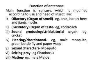 Function of antennae
Main function is sensory, which is modified
according to use and need of insect like:
i) Olfactory (Organ of smell)- eg, ants, honey bees
and jiants moths
ii) (Gustatory) Organ of taste- eg, cockroach
iii) Sound producing/stridulatorial organ- eg,
cricket
iv) Hearing/chordotonal- eg, male mosquito,
green bottle fly and paper wasp
v) Sexual characters- Mosquito
vi) Seizing pray- eg Chaoborus
vii) Mating- eg, male Meloe
 
