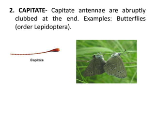 2. CAPITATE- Capitate antennae are abruptly
clubbed at the end. Examples: Butterflies
(order Lepidoptera).
 