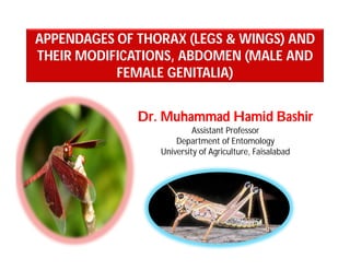APPENDAGES OF THORAX (LEGS & WINGS) AND
THEIR MODIFICATIONS, ABDOMEN (MALE AND
FEMALE GENITALIA)
Dr. Muhammad Hamid Bashir
Assistant Professor
Department of Entomology
University of Agriculture, Faisalabad
 