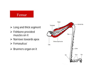  Long and thick segment
Femur
 Fishbone provided
muscles on it
 Narrows towards apex
 Femasulcus`
 Brunners organ on it
 