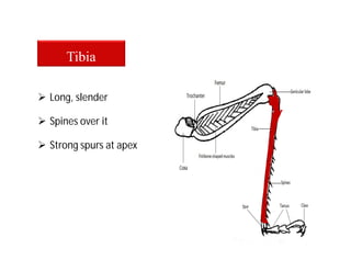  Long, slender
Tibia
 Spines over it
 Strong spurs at apex
 