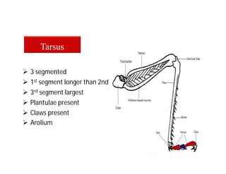  3 segmented
Tarsus
 1st segment longer than 2nd
 3rd segment largest
 Plantulae present
 Claws present
 Arolium
 