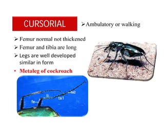 CURSORIAL
 Femur normal not thickened
 Femur and tibia are long
 Legs are well developed
similar in form
• Metaleg of cockroach
Ambulatory or walking
 