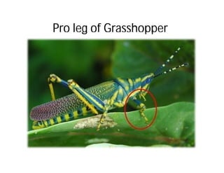 Pro leg of Grasshopper
 