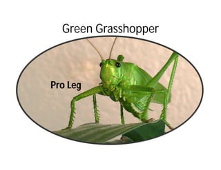 Green Grasshopper
Pro Leg
 