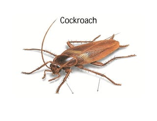 Cockroach
 