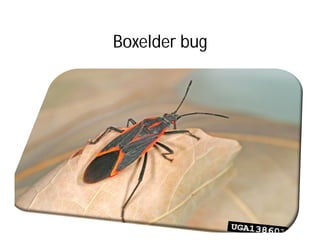 Boxelder bug
 