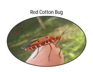 Red Cotton Bug
 