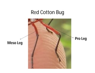 Red Cotton Bug
Pro Leg
Meso Leg
 