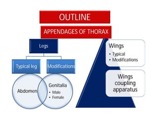 OUTLINE
Legs
Typical leg Modifications
Wings
• Typical
• Modifications
Wings
coupling
apparatusAbdomen
Genitalia
• Male
• Female
APPENDAGES OF THORAX
 