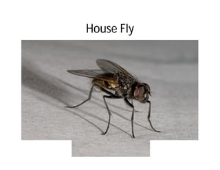 House Fly
 