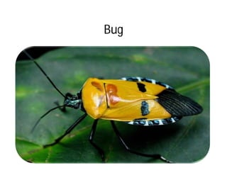 Bug
 