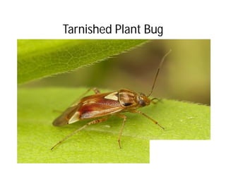 Tarnished Plant Bug
 