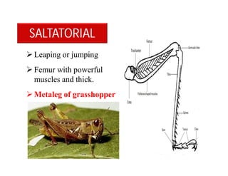  Leaping or jumping
 Femur with powerful
muscles and thick.
 Metaleg of grasshopper
SALTATORIAL
 