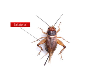 Saltatorial
 