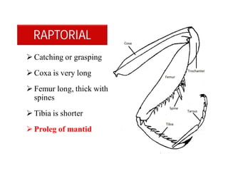  Catching or grasping
 Coxa is very long
 Femur long, thick with
spines
 Tibia is shorter
 Proleg of mantid
RAPTORIAL
 