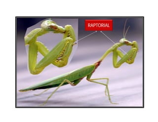RAPTORIAL
 