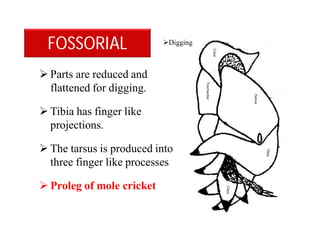  Parts are reduced and
flattened for digging.
 Tibia has finger like
projections.
 The tarsus is produced into
three finger like processes
 Proleg of mole cricket
FOSSORIAL Digging
 