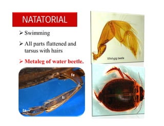  Swimming
 All parts flattened and
tarsus with hairs
 Metaleg of water beetle.
NATATORIAL
 