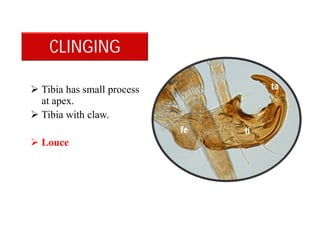  Tibia has small process
at apex.
 Tibia with claw.
 Louce
CLINGING
 
