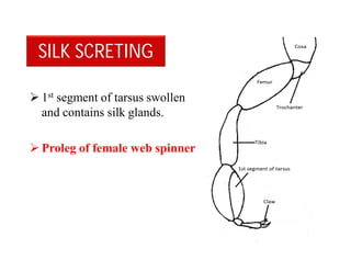  1st segment of tarsus swollen
and contains silk glands.
 Proleg of female web spinner
SILK SCRETING
 