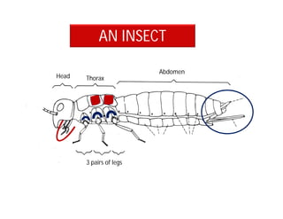 AN INSECT
Head Thorax
Abdomen
3 pairs of legs
 