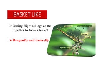  During flight all legs come
together to form a basket.
 Dragonfly and damselfy
BASKET LIKE
 
