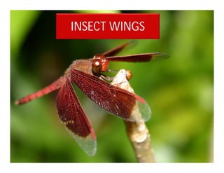 INSECT WINGS
 